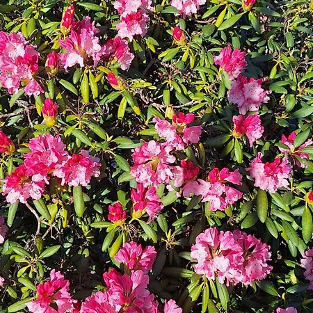 Chemin Des Hetres Armaille