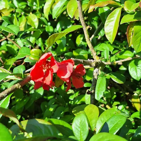 Chemin Des Hetres Armaille