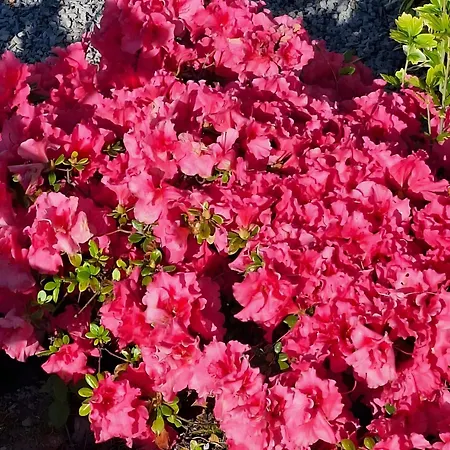 Chemin Des Hetres Apartment *