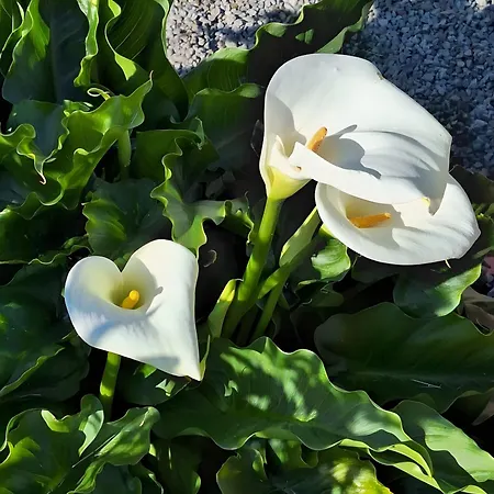 Chemin Des Hetres アパート