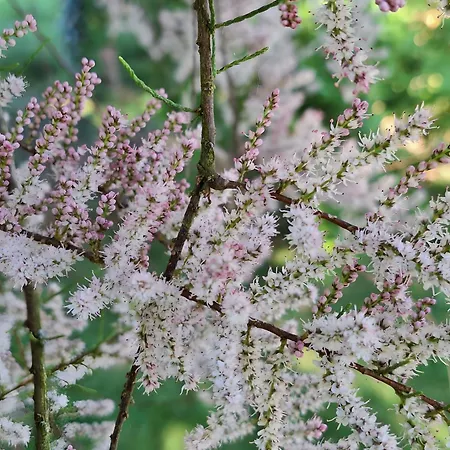 Chemin Des Hetres Apartment *