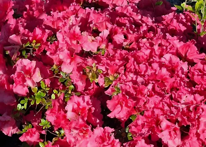 Chemin Des Hetres Apartamento *