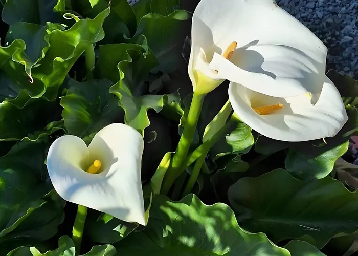 Chemin Des Hetres Apartment