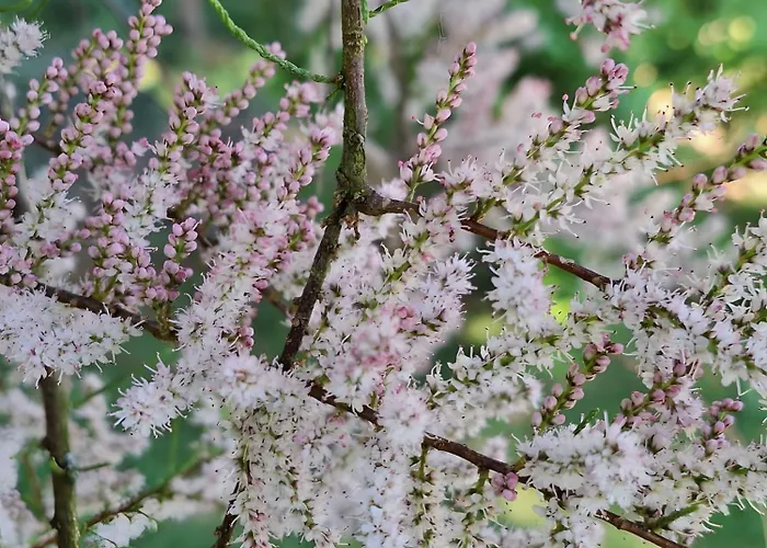 Chemin Des Hetres Apartment *