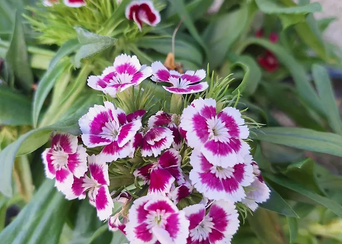 Chemin Des Hetres Apartment Armaille